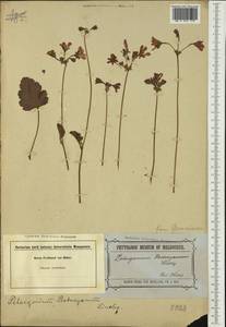 Pelargonium rodneyanum Lindl., Австралия и Океания (AUSTR) (Австралия)
