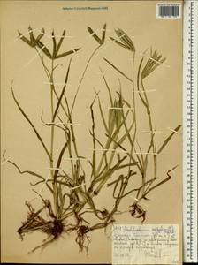 Дактилоктениум египетский (L.) Willd., Африка (AFR) (Эфиопия)