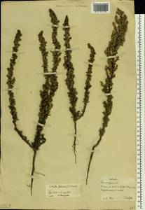 Soda foliosa (L.) Akhani, Восточная Европа, Нижневолжский район (E9) (Россия)