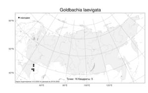 Goldbachia laevigata, Гольдбахия гладкая (M.Bieb.) DC., Атлас флоры России (FLORUS) (Россия)