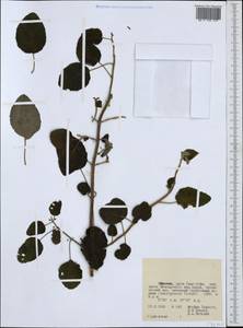 Lamiaceae, Африка (AFR) (Эфиопия)