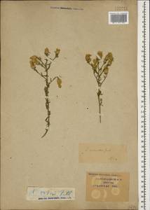 Centaurea stoebe subsp. stoebe, Кавказ, Краснодарский край и Адыгея (K1a) (Россия)