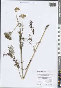 Кадения сомнительная (Schkuhr) Lavrova & V.N.Tikhom., Восточная Европа, Северо-Западный район (E2) (Россия)