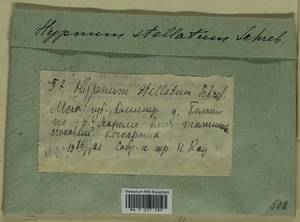 Campylium stellatum (Hedw.) Lange & C.E.O. Jensen, Гербарий мохообразных, Мхи - Москва и Московская область (B6a) (Россия)