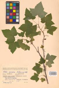 Смородина колосистая E.Robson, Восточная Европа, Западный район (E3) (Россия)