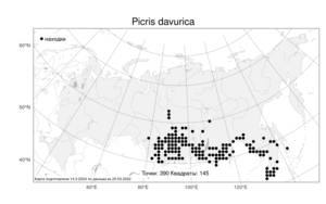 Picris davurica, Горлюха даурская Fisch. ex Hornem., Атлас флоры России (FLORUS) (Россия)