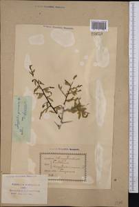 Prunus spinosissima (Bunge) Franch., Средняя Азия и Казахстан, Сырдарьинские пустыни и Кызылкумы (M7) (Узбекистан)