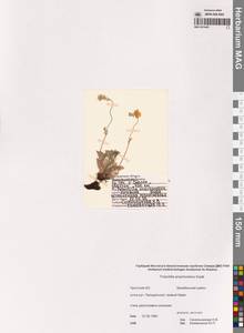 Лапчатка анахоретская Soják, Сибирь, Чукотка и Камчатка (S7) (Россия)