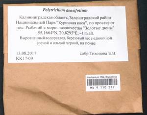 Polytrichum densifolium Wilson ex Mitt., Гербарий мохообразных, Мхи - Калининградская область (B1a) (Россия)