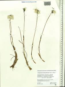 Пушица короткопыльниковая Trautv. & C.A.Mey., Сибирь, Дальний Восток (S6) (Россия)