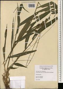 Centotheca lappacea (L.) Desv., Зарубежная Азия (ASIA) (Вьетнам)