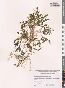 Вильгельмсия вздутая (Fisch. ex Ser.) McNeill, Сибирь, Чукотка и Камчатка (S7) (Россия)