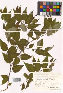 Береза ребристая Trautv., Сибирь, Дальний Восток (S6) (Россия)