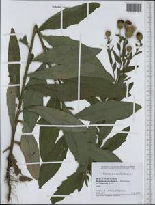 Бодяк полевой, Розовый осот (L.) Scop., Восточная Европа, Нижневолжский район (E9) (Россия)