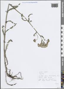 Тысячелистник обыкновенный L., Восточная Европа, Московская область и Москва (E4a) (Россия)