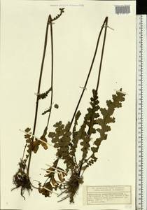 Мытник скипетровидный L., Восточная Европа, Волжско-Камский район (E7) (Россия)