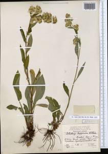Solidago virgaurea subsp. lapponica (With.) Tzvelev, Восточная Европа, Северный район (E1) (Россия)