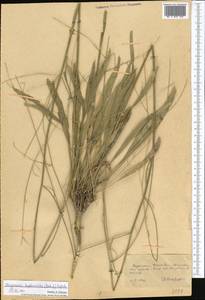 Lepidium bupleuroides Rchb.fil., Средняя Азия и Казахстан, Копетдаг, Бадхыз, Малый и Большой Балхан (M1) (Туркмения)