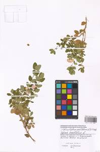 Cytisophyllum sessilifolium (L.)O.Lang, Восточная Европа, Московская область и Москва (E4a) (Россия)