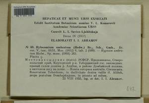 Hylocomiastrum umbratum (Hedw.) M. Fleisch. ex Broth., Гербарий мохообразных, Мхи - Северный Кавказ и Предкавказье (B12) (Россия)