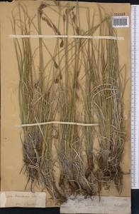 Carex haematostoma Nees, Средняя Азия и Казахстан, Северный и Центральный Тянь-Шань (M4) (Казахстан)