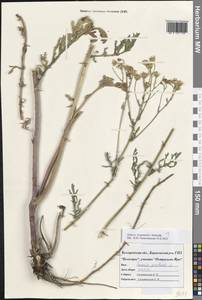 Якобея ферганская (Schischk.) B.Nord., Восточная Европа, Центральный лесостепной район (E6) (Россия)