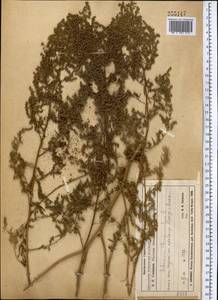 Полынь эстрагон L., Средняя Азия и Казахстан, Муюнкумы, Прибалхашье и Бетпак-Дала (M9) (Казахстан)