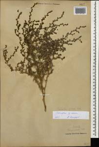 Климакоптера толстянковая M. Bieb., Кавказ, Азербайджан (K6) (Азербайджан)