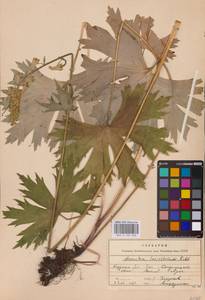 Aconitum lycoctonum subsp. lasiostomum (Rchb.) Warncke, Восточная Европа, Центральный лесостепной район (E6) (Россия)