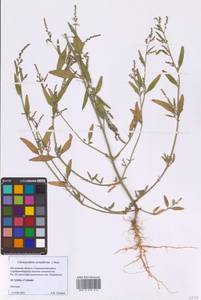 Марь мелколистная Murr, Восточная Европа, Московская область и Москва (E4a) (Россия)