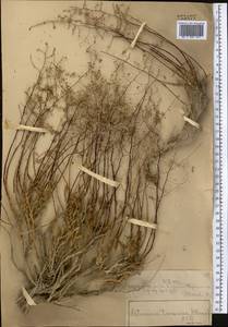 Полынь туранская (Krasch.) Poljak., Средняя Азия и Казахстан, Сырдарьинские пустыни и Кызылкумы (M7) (Казахстан)