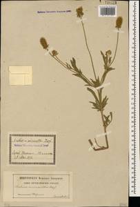 Ломелозия мелкоцветковая (Desf.) Greuter & Burdet, Кавказ, Грузия (K4) (Грузия)