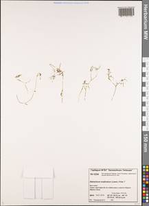 Ranunculus subrigidus W. B. Drew, Сибирь, Центральная Сибирь (S3) (Россия)