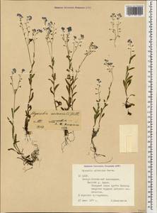 Незабудка лесная Ehrh. ex Hoffm., Кавказ, Северная Осетия, Ингушетия и Чечня (K1c) (Россия)