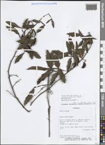 Пауллиния перистая L., Америка (AMER) (Парагвай)