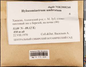 Hylocomiastrum umbratum (Hedw.) M. Fleisch. ex Broth., Гербарий мохообразных, Мхи - Красноярский край, Тыва и Хакасия (B17) (Россия)