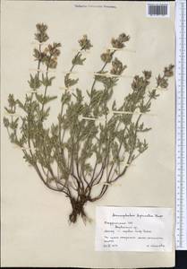 Змееголовник дваждыперистый Rupr., Средняя Азия и Казахстан, Памир и Памиро-Алай (M2) (Таджикистан)