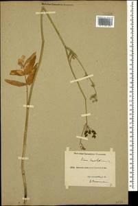 Поручейник сахарный L., Кавказ, Краснодарский край и Адыгея (K1a) (Россия)