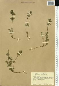 Подмаренник мягкий L., Восточная Европа, Северный район (E1) (Россия)