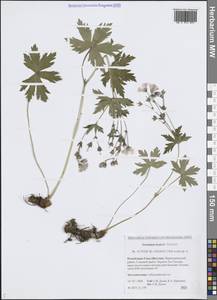 Герань белоцветковая Ledeb., Сибирь, Якутия (S5) (Россия)