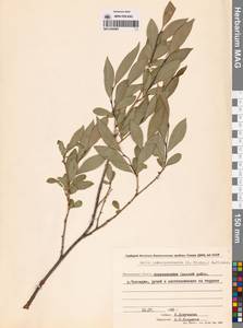 Ива ложнопятитычинковая (Flod.) Flod., Сибирь, Чукотка и Камчатка (S7) (Россия)