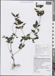 Eleutheranthera ruderalis (Sw.) Sch. Bip., Зарубежная Азия (ASIA) (Вьетнам)