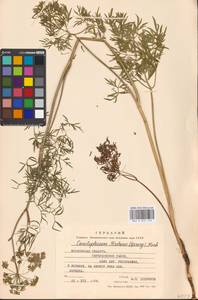 Cenolophium fischeri (Spreng.) W.D.J.Koch, Восточная Европа, Московская область и Москва (E4a) (Россия)