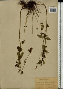 Зверобой волосистый, Зверобой жестковолосый L., Восточная Европа, Восточный район (E10) (Россия)