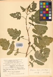 Rhamphospermum nigrum (L.) Al-Shehbaz, Восточная Европа, Центральный район (E4) (Россия)