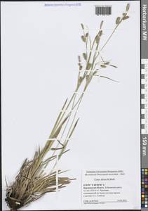 Осока светлая M.Bieb., Восточная Европа, Центральный лесостепной район (E6) (Россия)