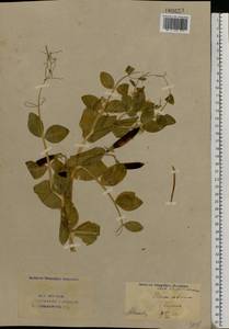 Lathyrus oleraceus Lam., Восточная Европа, Восточный район (E10) (Россия)