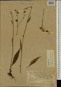 Hieracium levicaule Jord., Восточная Европа, Северный район (E1) (Россия)