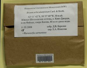 Plagiobryoides orbiculatifolia (Cardot & Broth.) Ochyra & Bedn.-Ochyra, Гербарий мохообразных, Мхи - Антарктика (BAn) (Антарктида)