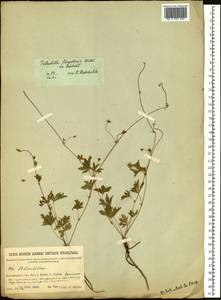 Лапчатка плетистая Willd. ex Schltdl., Сибирь, Прибайкалье и Забайкалье (S4) (Россия)